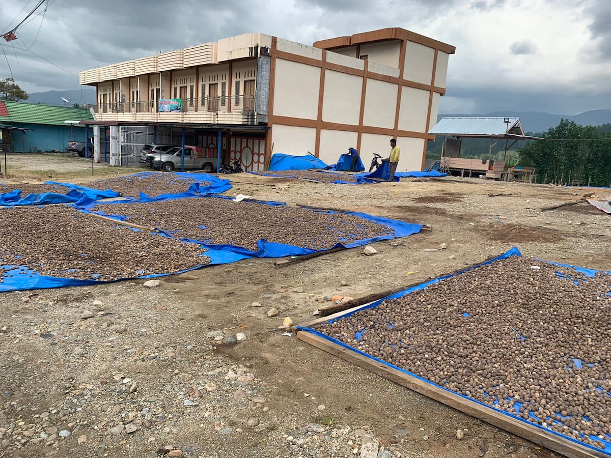 candlenut farming