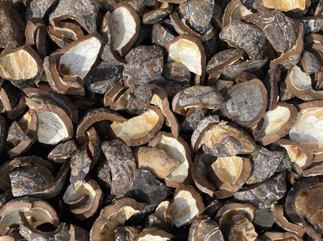 candlenut shells