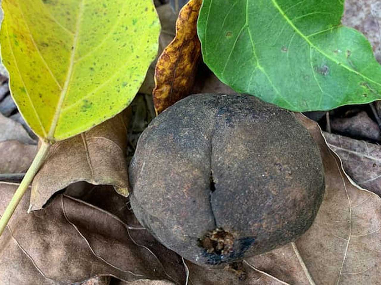 the whole candlenut