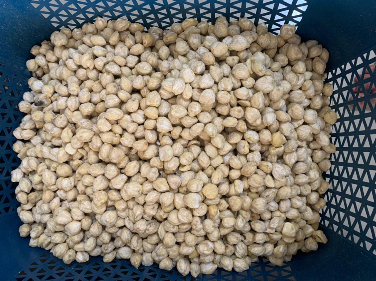 the dried candlenut