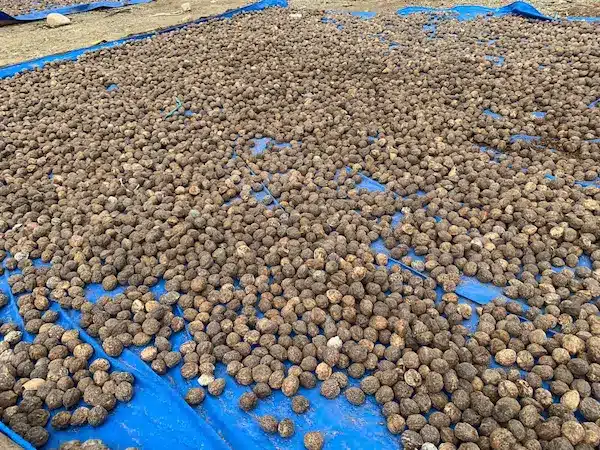 candlenut drying