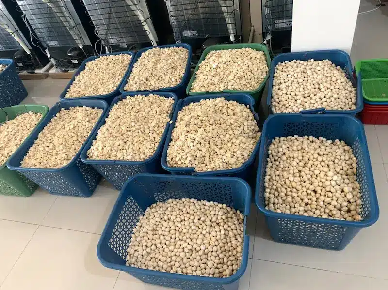 candlenut process
