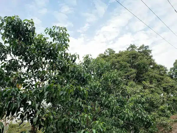 candlenut trees